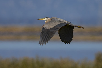 Great blue heron flying over  a North California marsh