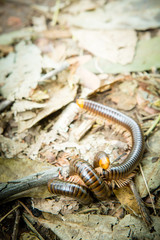 millipede on dry leaves