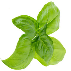 Basil leaves in closeup