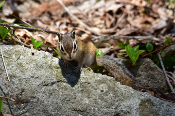 岩の上のシマリス