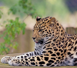 Close up of a beautiful leopard face with its mouth slightly open and tongue sticking out. Space for text.