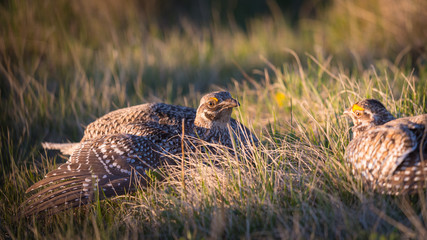 Sharp-Tailed Grouse LEK