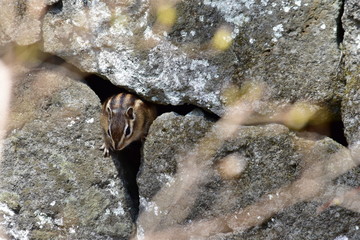 穴から出てきたシマリス
