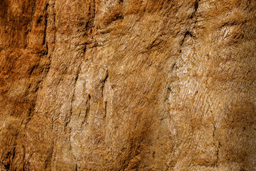 Bark of sequoia California