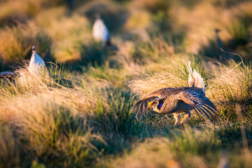 Sharp-Tailed Grouse LEK