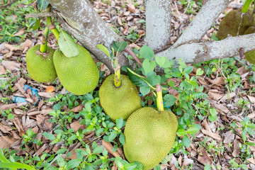 green jackfruit in the garden