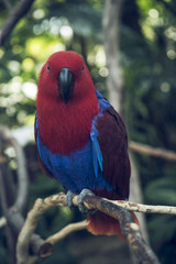 Red Parott