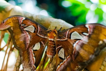 Atlas Moth