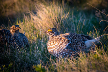 Sharp-Tailed Grouse LEK