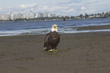 Eagle at the Beach