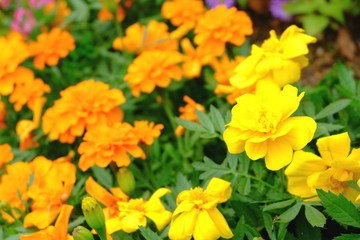 鮮やかなマリーゴールド