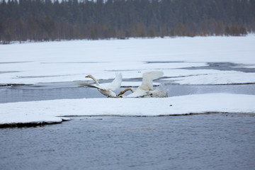 Fototapeta premium Swans on partially frozen lake