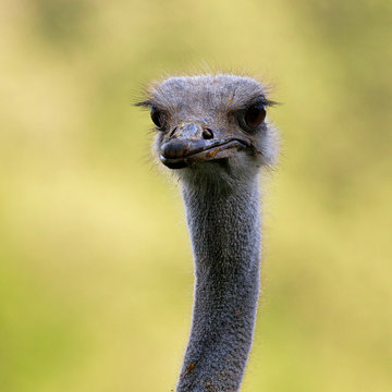 Close up of an ostrich face with bits of food stuck around its face and bulging eyes. With space for text.
