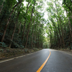 Asphalt road,  Bilar Man-Made Forest area,Philippines