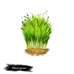 Digital art illustration of Wheatgrass, Triticum aestivum isolated on white background. Organic healthy food. Green fresh grass vegetable. Hand drawn plant closeup. Graphic design clip art element