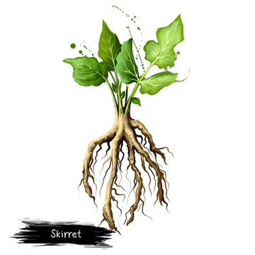 Digital art illustration of Skirret, Sium sisarum isolated on white background. Organic healthy food. Green fresh vegetable with root. Hand drawn plant closeup. Graphic design clip art element
