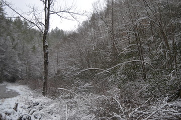 snowy forest in the mountains