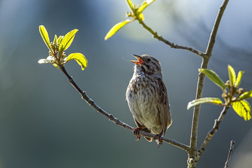 Small song sparrow on branch.