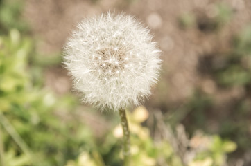 タンポポの綿毛