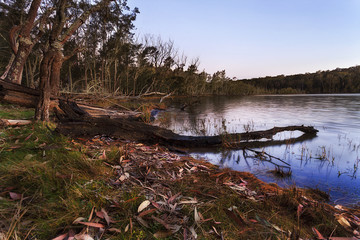 Durras Lake Woods Leaves Set
