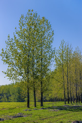 Tall trees in a green field.