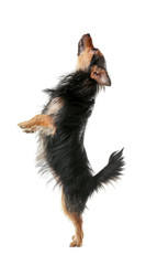 Cute little dog isolated on white