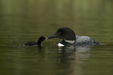 Great Northern Loon (Gavia immer), Common Loon with just hatched chick
