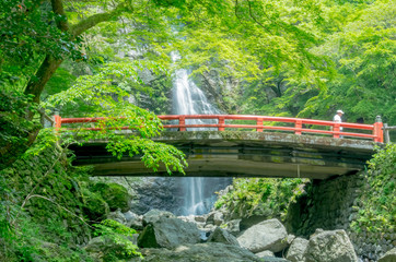 初夏・新緑の滝
