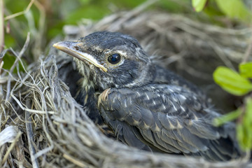 Young robin in nest.