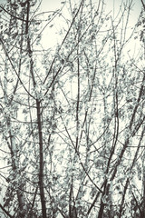 Dry 'noses' on a maple tree in early spring. Monochrome style.