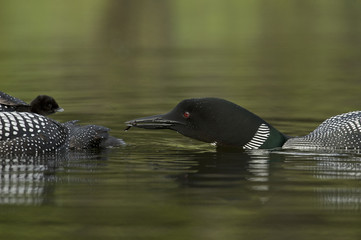 Great Northern Loon (Gavia immer), Common Loon with just hatched chick