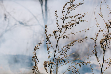 Fire in the forest on the lake