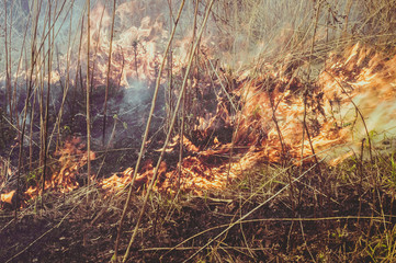 Fire in the forest on the lake
