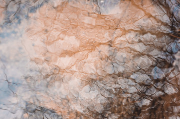 Fototapeta premium Reflection of trees in water
