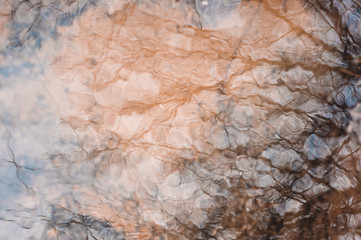 Reflection of trees in water