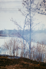 Trees in fire