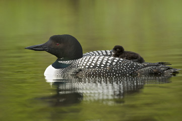 Great Northern Loon (Gavia immer), Common Loon with just hatched chick © Enrique