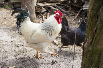 White rooster in the village