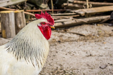 White rooster in the village