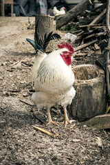 White rooster in the village