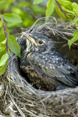 Cute young robin in the nest.