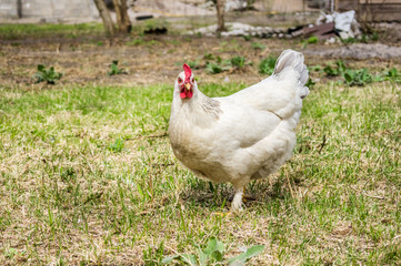 Chicken in the village. Toned, style photo.
