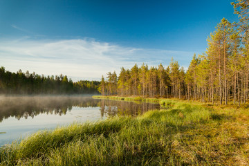 Serene morning at forest pond