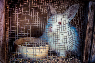 Rabbit in a cage