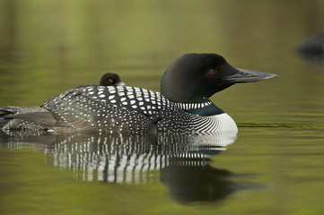 Great Northern Loon (Gavia immer), Common Loon with just hatched chick - 151924329