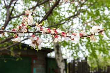 Spring flowered trees