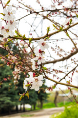 Spring flowered trees