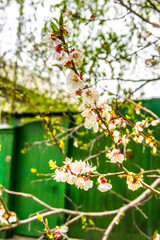 Fototapeta premium Spring flowered trees