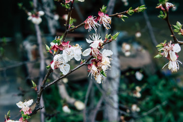 Spring flowered trees