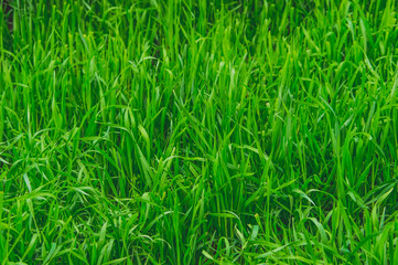 Green grass